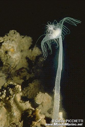 Corimorfa (Corymorpha nutans)
