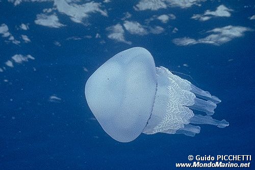 Polmone di mare (Rhizostoma pulmo)