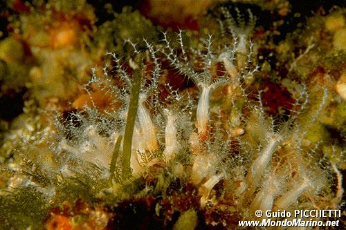 Cornucopia (Cornularia cornucopiae)