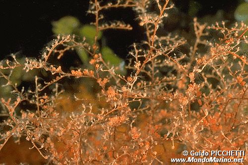 Idroidi (Eudendrium sp.)