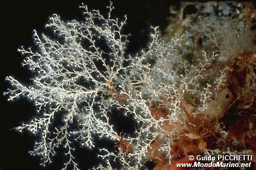 Sertularella (Sertularella crassicaulis)