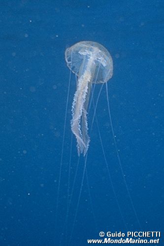 Medusa luminosa (Pelagia noctiluca)