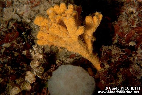 Axinella verrucosa (Axinella verrucosa)