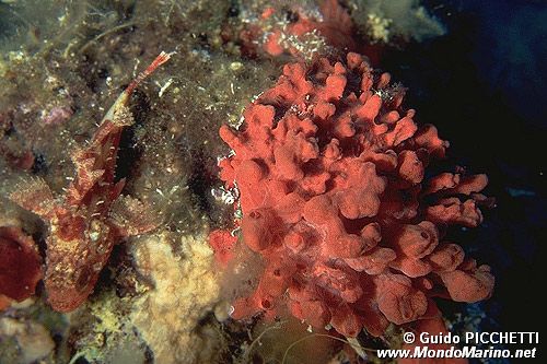 Spugna  rossa (Crambe crambe)