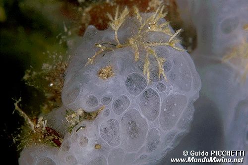 Spugna incrostante blu (Phorbas tenacior)