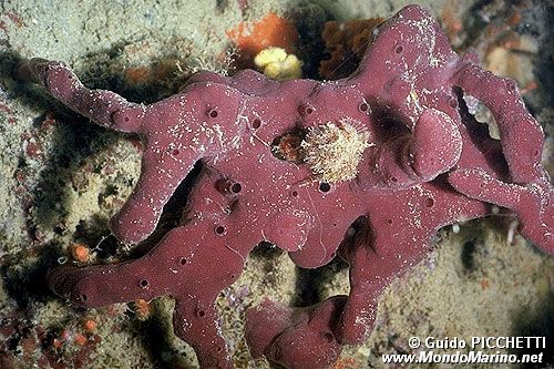 Spugna (Petrosia ficiformis)