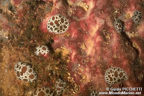 Spugna (Petrosia ficiformis)