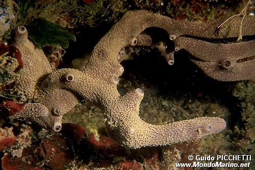 Spugna (Iricinia variabilis)