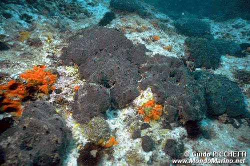 Spugna (Spongia officinalis)