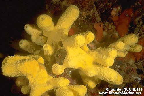 Spugna (Aplysina aerophoba)