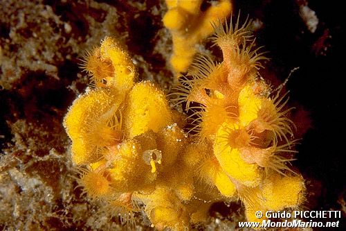 Spugna corna di daino (Axinella damicornis)