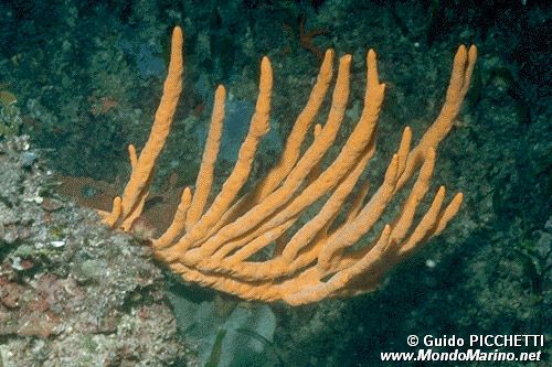 Spugna (Axinella polypoides)