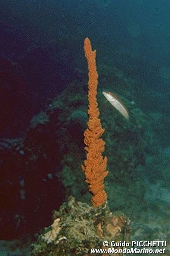 Spugna canna (Axinella cannabina)