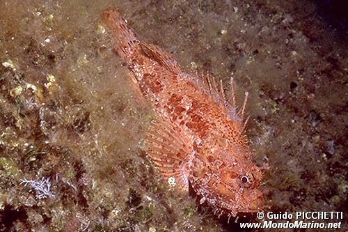 Scorfano rosso (Scorpaena scrofa)
