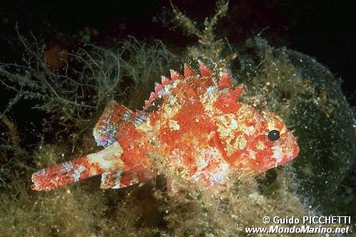 Scorfanotto (Scorpaena notata)