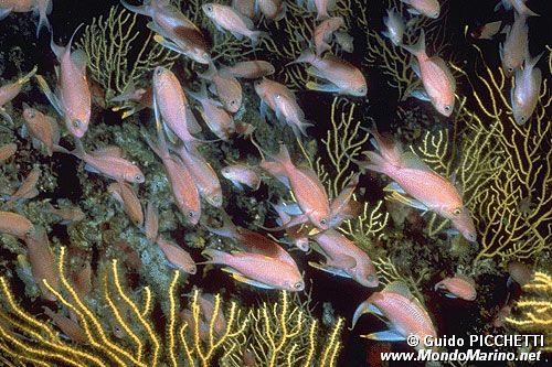 Castagnola rossa (Anthias anthias)