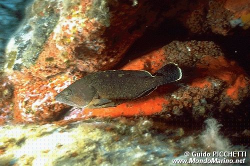 Cernia bruna (Epinephelus marginatus)