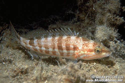 Perchia (Serranus cabrilla)