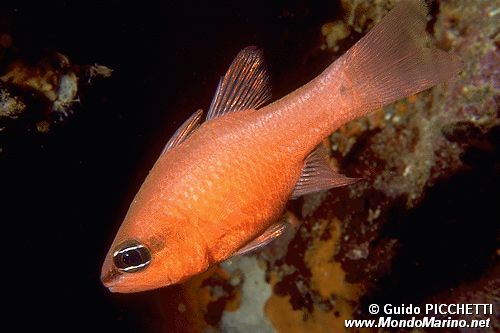 Re di triglie (Apogon imberbis)