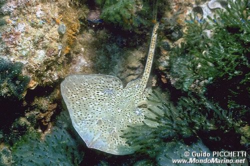 Razza stellata (Raja asterias)