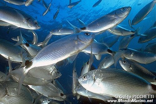 Occhiata (Oblada melanura)