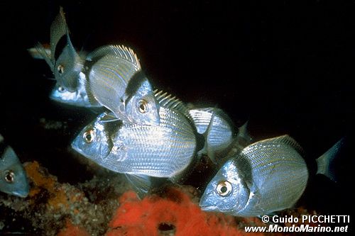 Sarago fasciato (Diplodus vulgaris)