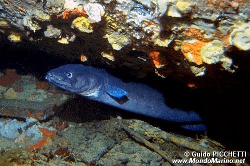 Grongo (Conger conger)