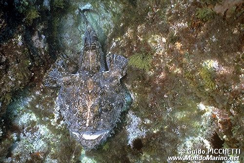 Rana pescatrice (Lophius piscatorius)