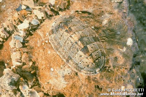 Chitone (Chiton olivaceus)