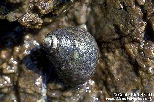 Biscacco (Osilinus turbinatus)