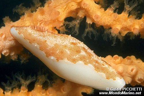 Neosimnia (Neosimnia spelta)