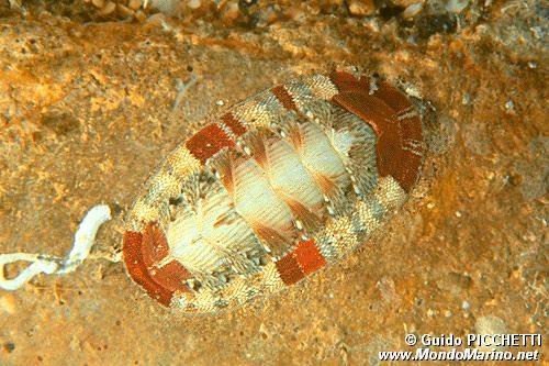 Chitone (Chiton olivaceus)