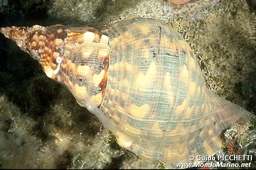 Tritone (Charonia lampas)