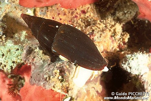Gasteropode (Vexillum ebenus)