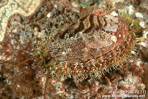 Orecchia di mare (Haliotis tuberculata lamellosa)