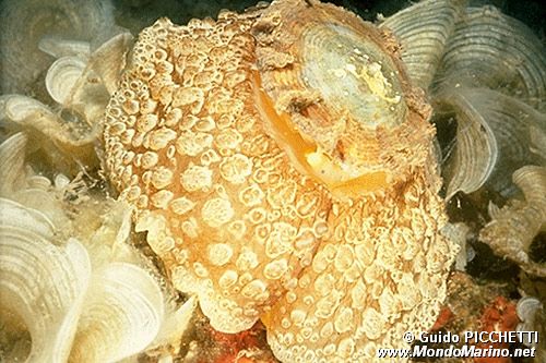 Lumaca ad ombrello (Umbraculum umbraculum)