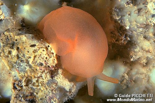 Bertella arancione (Berthella aurantiaca)