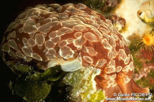 Bertella ocellata (Berthella ocellata)