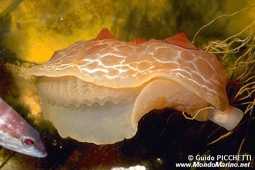 Lumacone tartaruga (Pleurobranchus testudinarius)