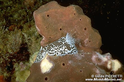 Vacchetta di mare (Discodoris atromaculata)