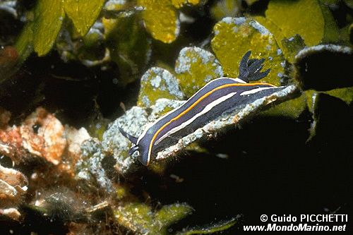 Doride di Gascon (Hypselodoris gasconi)