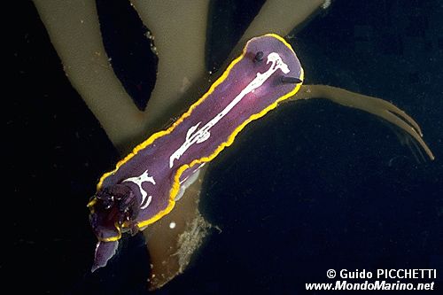 Doride di Fontandrau (Hypselodoris fontandraui)