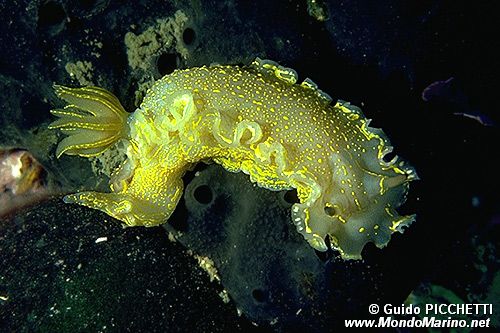 Doride dipinto (Hypselodoris picta)