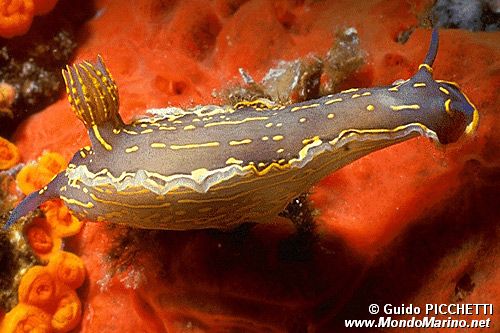 Doride dipinto (Hypselodoris picta)