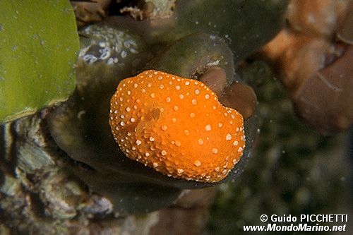 Fillidia mediterranea (Phyllidia flava)