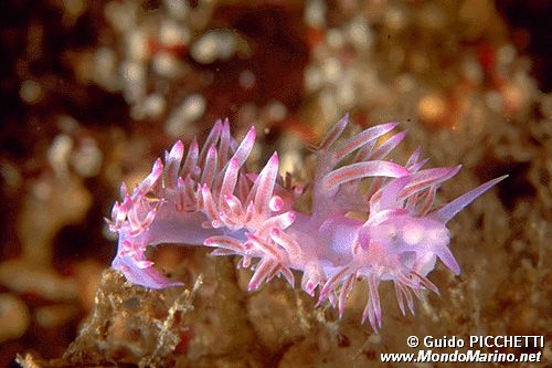 Flabellina pedata (Flabellina pedata)