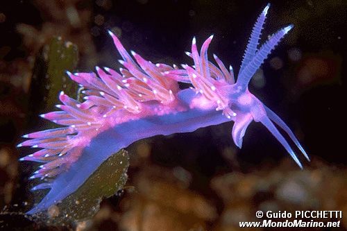 Flabellina rosa (Flabellina affinis)