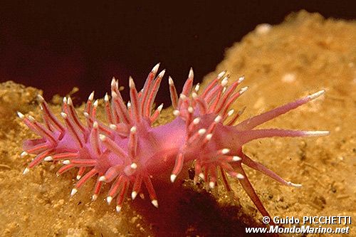 Flabellina rossa (Flabellina ischitana)