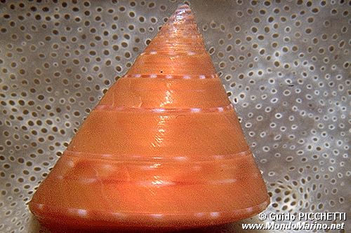 Troco lucente (Calliostoma conulus)