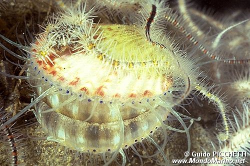 Canestrello (Aequipecten commutatus)